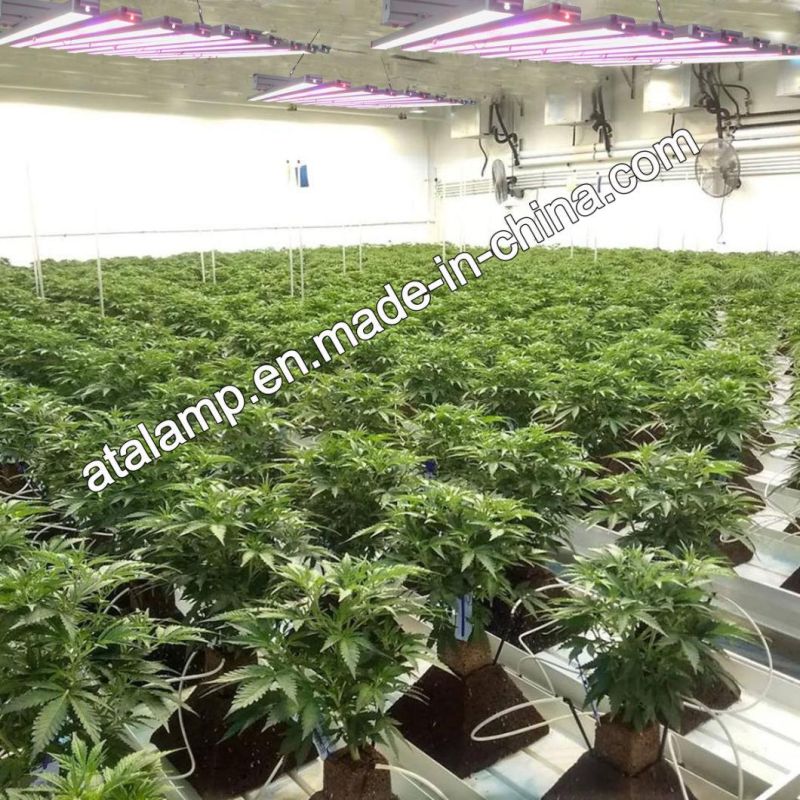 Commercial Greenhouse 400W/600W/800W/1000W Full Spectrum High Ppfd Levels Hydro LED Grow Light for Indoor Medical Plants