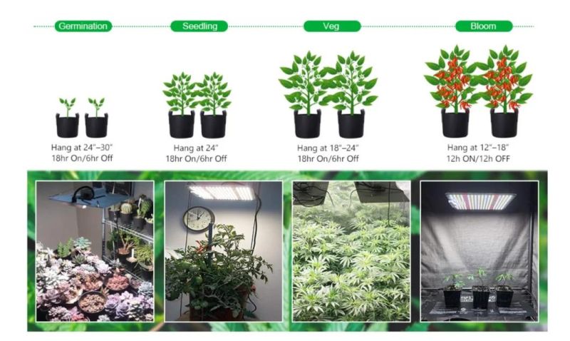 Amazon Ilummini Newest Dimmable Quantum Board LED Grow Light Full Spectrum Lm301b Grow Light for Indoor Plant Veg Bloom