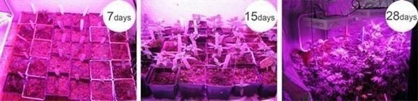 Switchable 600W LED Indoor Growing Light for Greenhouse