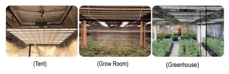 Full Spectrum LED Grow Light 48W for Green House Plants
