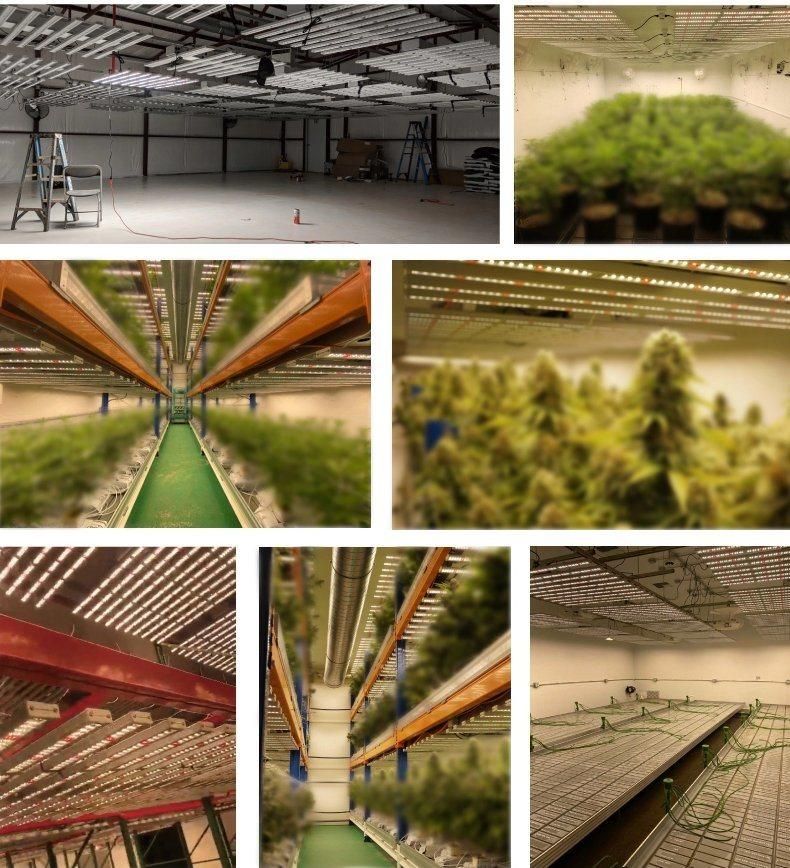 Greenhouse Hydroponic IR UV 600W 450nm Blue 730nm Red Full Spectrum LED Grow Light