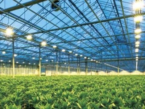 Plant Growth Son-Td1000W Argo 400V