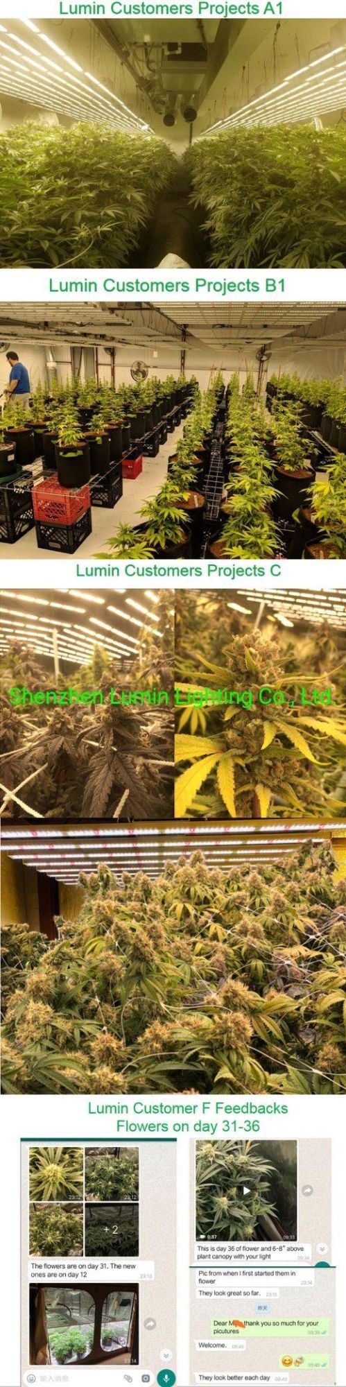Ilummini Waterproof 600W Grow Light Bar 6 Strip Greenhouse LED Grow Lights for Veg