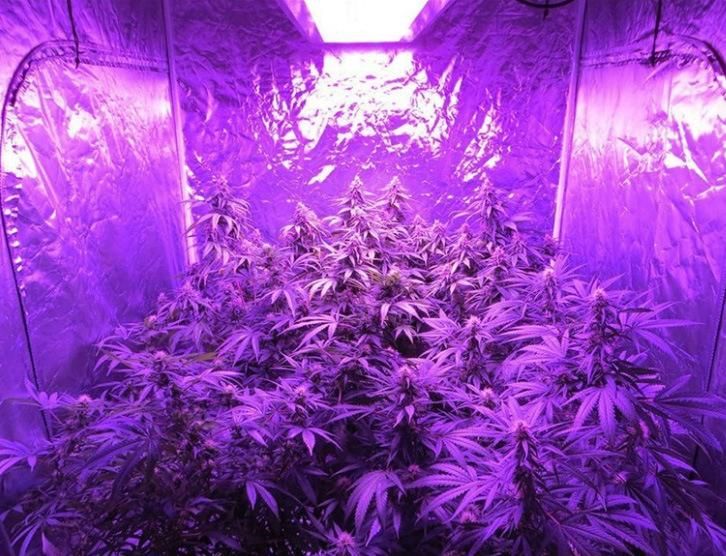 Full Spectrum 1200W High Power LED Grow Light for Medical Plants