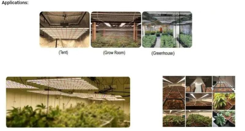 Us Free Shipping High 2.8umol/J PPE Full Spectrum Bar Lm301h Lm301b LED Grow Light 800W for Indoor Plants