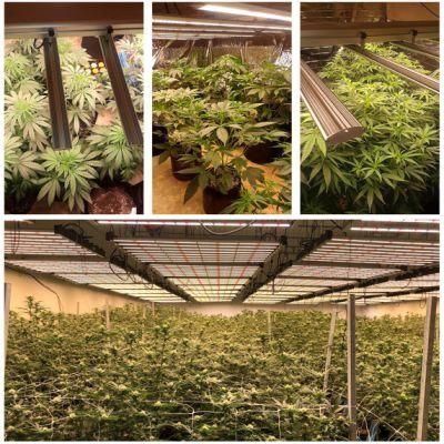 High Efficirncy and Energy Saving LED Grow Lamp with UL Support