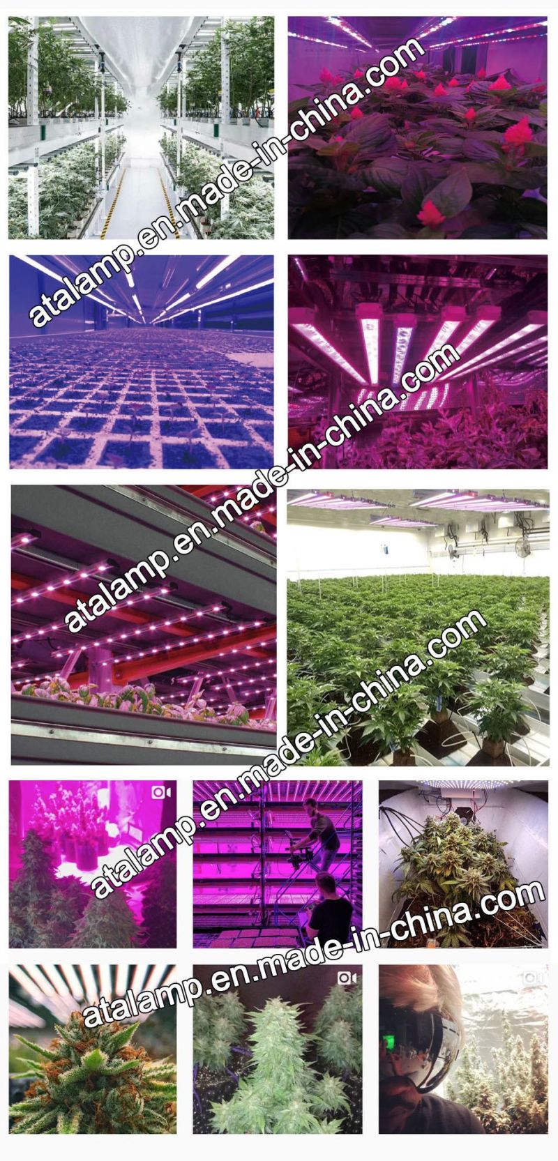 Full Spectrum High Power 50W/80W/100W/150W/300W/400W/450W/500W/600W/650W/700W/800W/900W/1000W/1200W/1500W Hydroponics LED Grow Light Bar for Greenhouse Plants
