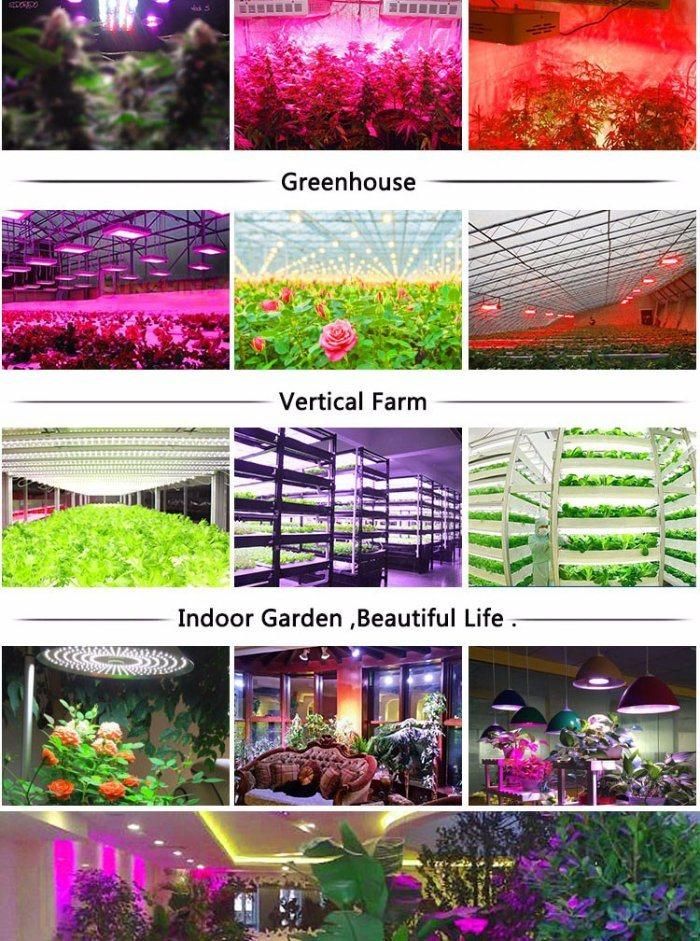 Horticulture Plant 600W Quantum Board LED Grow Light for Greenhouse