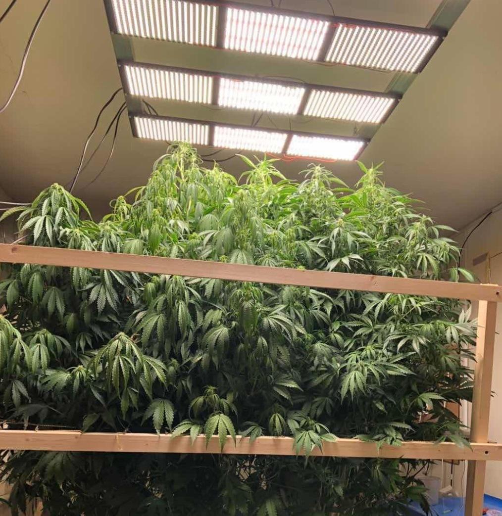 OEM/ODM LED Grow Light Tent Supplier with ETL Approve Home Grower Hobby Grower 4X4FT Grow Tent