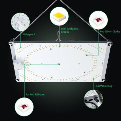 Unique Design Patent LED Grow Lighting Full Spectrum Dimmable LED Board Plant Grow Light 100W 200W 300W for Indoor Greenhouse