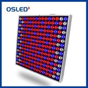 Osled UV IR Indoor Plants Veg and Flower 350W Greenhouse Full Spectrum LED Grow Light 2 Shapes for Option