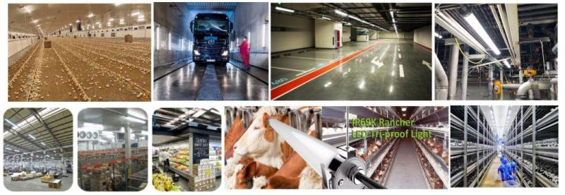 Poultry Farming LED Triproof Lighting for Livestock Farm Shed Industry