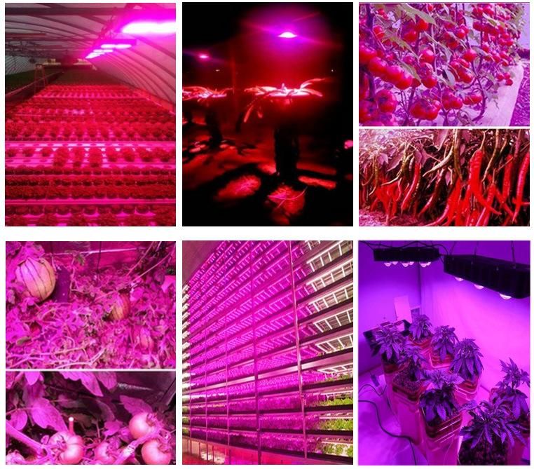 Chinese Red and Blue LED Grow Lights for Zucchini Flower