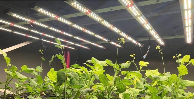 Flexible LED Grow Light CE/FCC/PSE/ Dlc Certified for Greenhouse Horticultural Planting