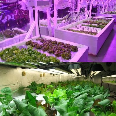 High Pure Aluminum 600W LED Grow Light for Vertical Farming