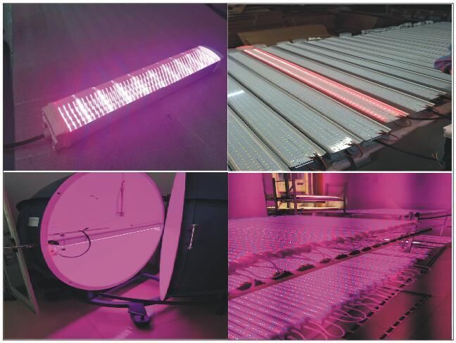 IP65 Waterproof 0.6m/0.9m/1.2m/1.5m 20W/30W/40W/50W/60W/80W LED Tri-Proof Light for Warehouse Factory