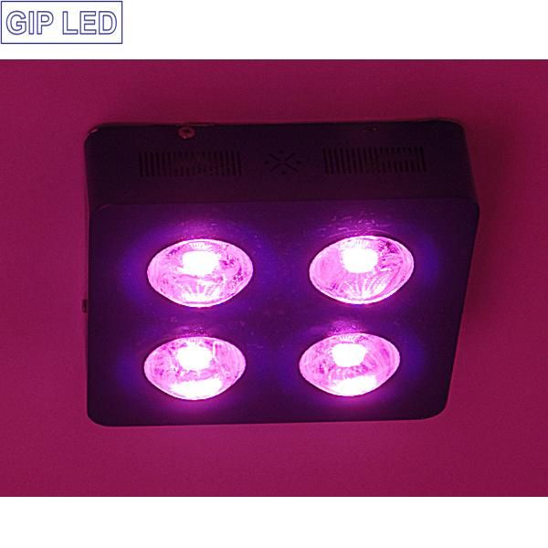 High Performance COB 504W 700W 1000W LED Grow Light for Hemps Plant