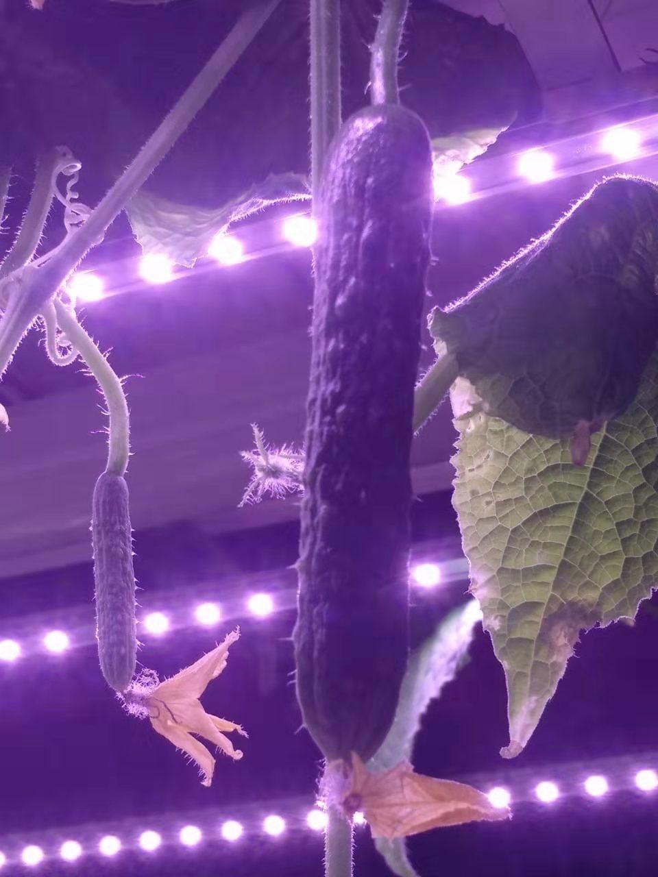 22W Indoor LED Light Strip Horticulture LED Grow Light for Family Gardening with UL & RoHS