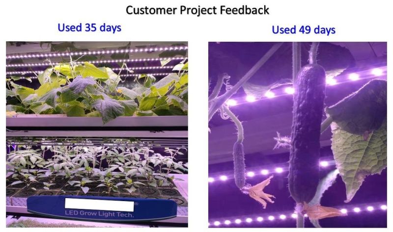 48W Full Spectrum Plant LED Bar Grow Light for Lettuce/Tomato/Strawberry with UL