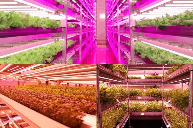 Best LED Grow Light Dimming 800W Grow Lights Waterproof Horticulture Grow Light for Flowering