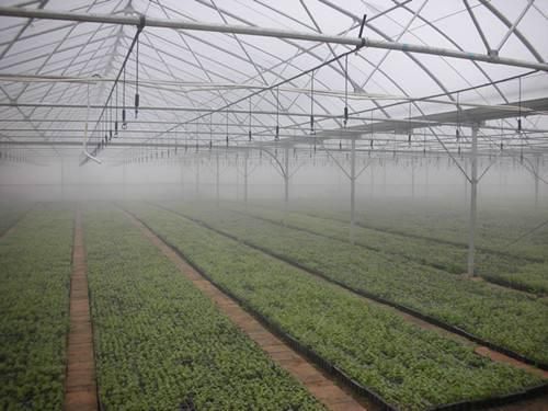 Fixed Greenhouse LED Grow Light for Vegetables