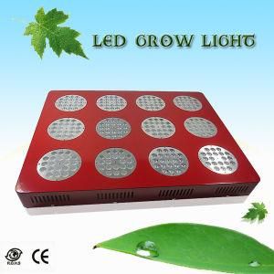 Greensun High Power 500W LED Grow Light with Daisy Chain Plugs and Base Wide Angle, , 3 Years Warranty