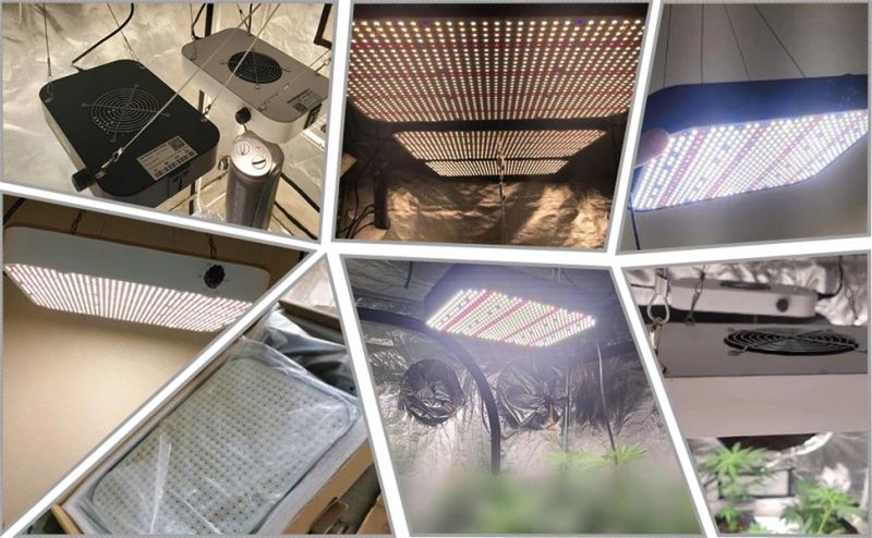 Factory Customized Waterproof CE RoHS FCC 600W LED Grow Light with No Shadow Installation for Greenhouse Growing Medical Herb
