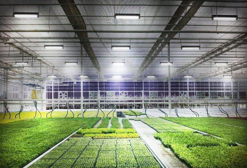 Ilummini 320W Grow Light LED Strip for Mushroom Greenhouse