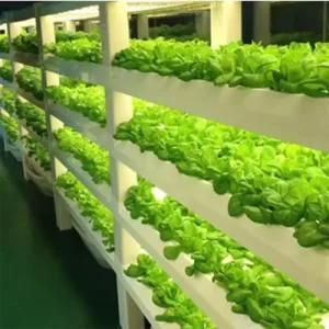 4FT LED Grow Bar High Ppfd 20W LED Tube Grow Light Tissue Culture Light for Banana