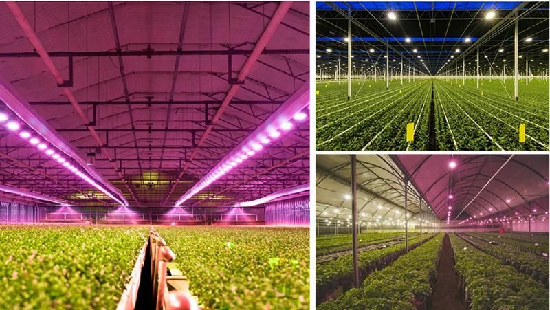 High Lumen Full Spctrum Low Decay 100W 150W 200W 300W LED UFO Plant Light