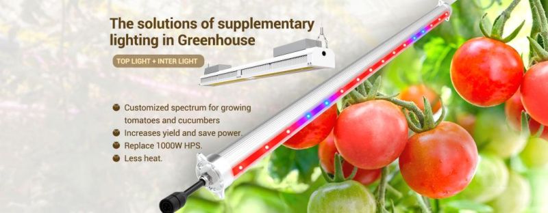 Double Side 4 Side 120d Perfect Light Distribution LED Interlighting LED Grow Light Bar Tube Used for Vine Corps