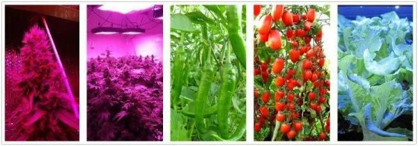Gip 1200W LED Grow Light for Tomato/Lettuce/Pepper/Cabbage