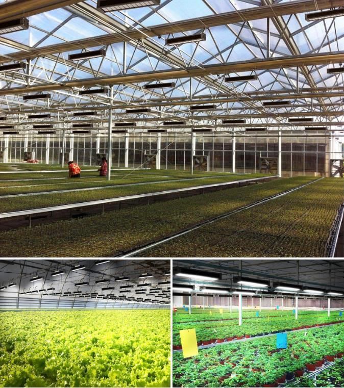 320W Veg/Bloom Top Light LED Grow Light with High PAR Output