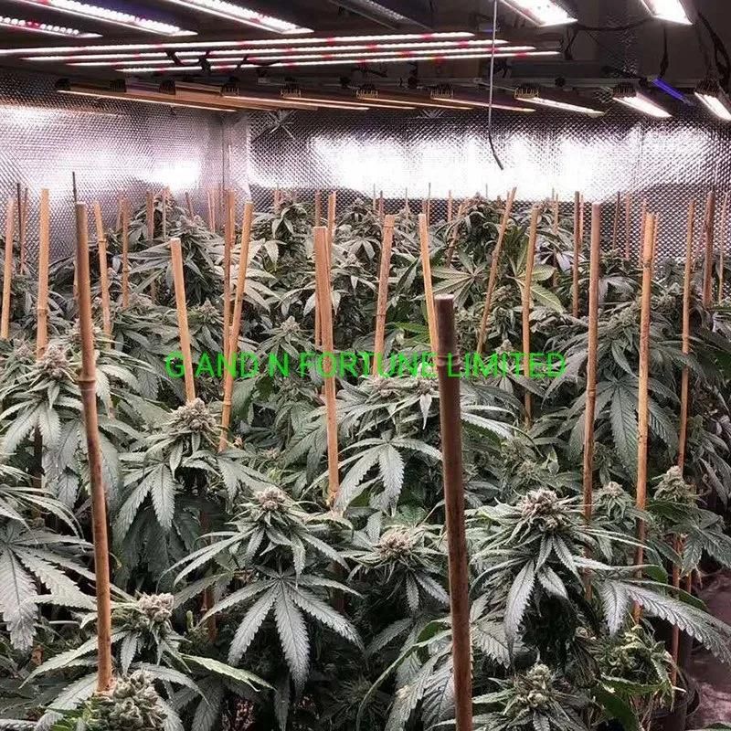 Greenhouse 600W Full Spectrum LED Grow Light for Plant