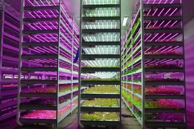 LED T8 Grow Light