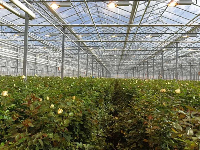 800 Watt High Lumens Horticulture Series Designed for Plant Maximum Growth Full Spectrum Wavelength LED Grow Light