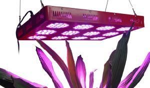 True 500W (240*3W) LED Grow Lighting for Medical Plants Indoor Greenhouse