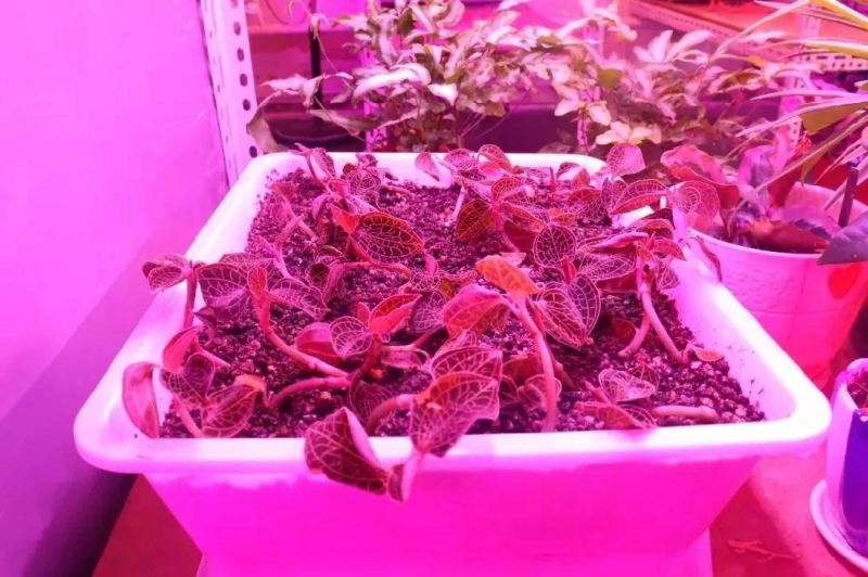 Full Spectrum 48W LED Grow Light for Green House Plants, UL, RoHS