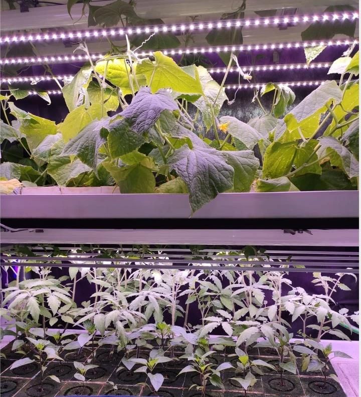 48W Indoor Farm Greenhouse Full Spectrum Light Bar Hydroponics LED Grow Light with RoHS