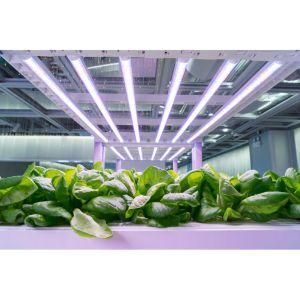 Full Spectrum High Efficacy High PAR White Light LED Grow Lm301b 600W 720W 800W 1000W LED Grow Light for Indoor Plant