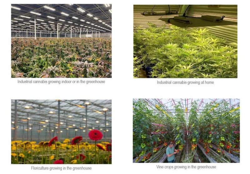 High Quality Premium High Power Full Spectrum Indoor Garden Farming LED Grow Panel IP65 640W Family Greenhouses