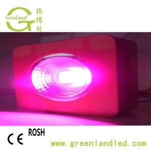 Full Spectrum 300W COB LED Grow Lamp for Greenhouse and Indoor Plant Flowering Growing