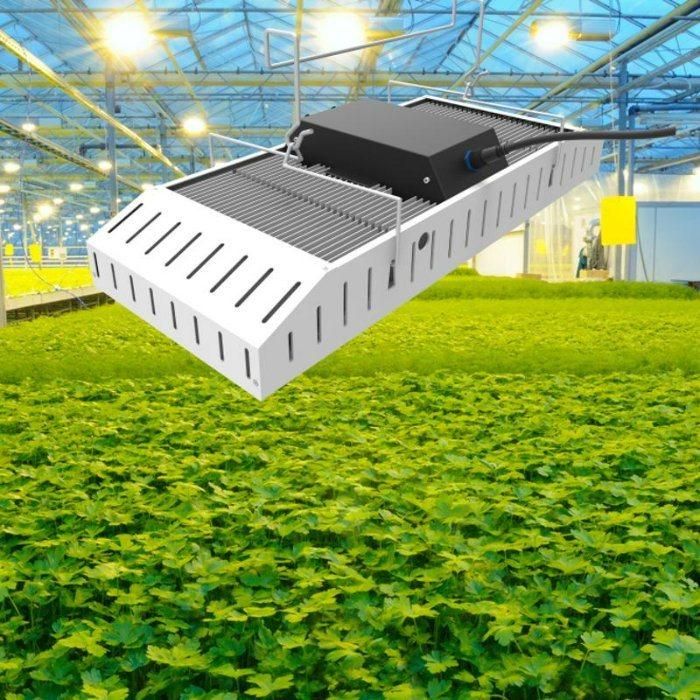 Aluminum Rygh 800W Hydroponics LED Grow Light with Factory Price Top-800wf