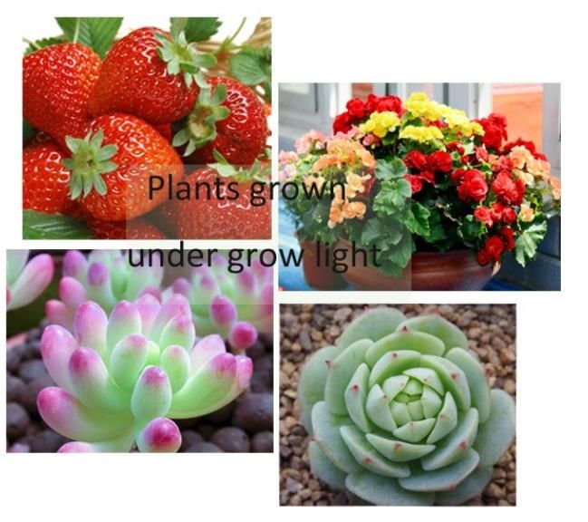 LED Grow Light for Houseplants Flowering and Fruiting Plants