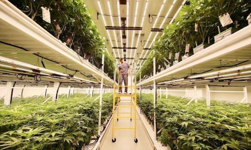 800W LED Grow Light for Indoor Plants, Indoor Farming Horticulture Light with CE, RoHS