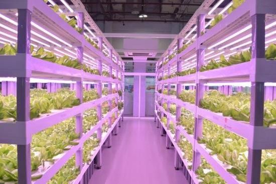 Hydroponics Vertical Agricultural Lighting LED Grow Light 48W for Greenhouse, GS