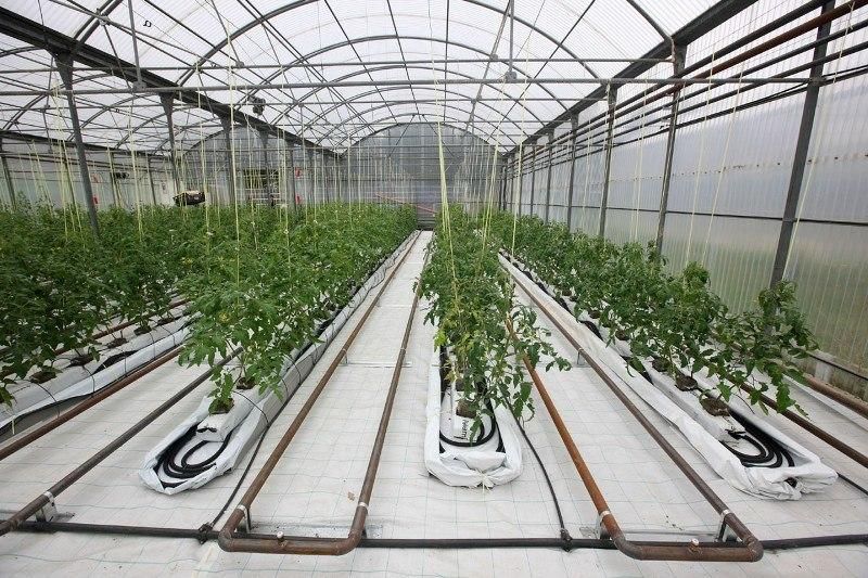 Fixed Greenhouse LED Grow Light for Vegetables