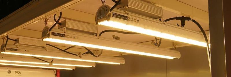 150W 185W Low Heat Radiation LED Grow Light for Greenhouse