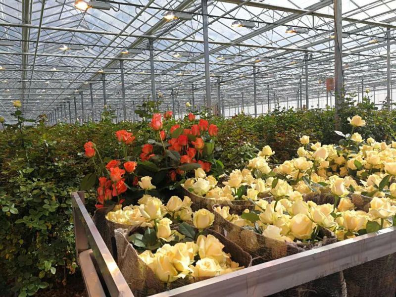 800 Watt High Lumens Horticulture Series Designed for Plant Maximum Growth Full Spectrum Wavelength LED Grow Lamp