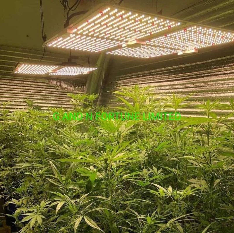 Hydroponic LED Grow Lights for Indoor Growing Systems